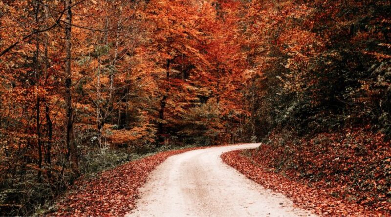 Un bosco in autunno riflessioni sul dopo la morte